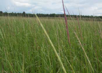 Rice Growing